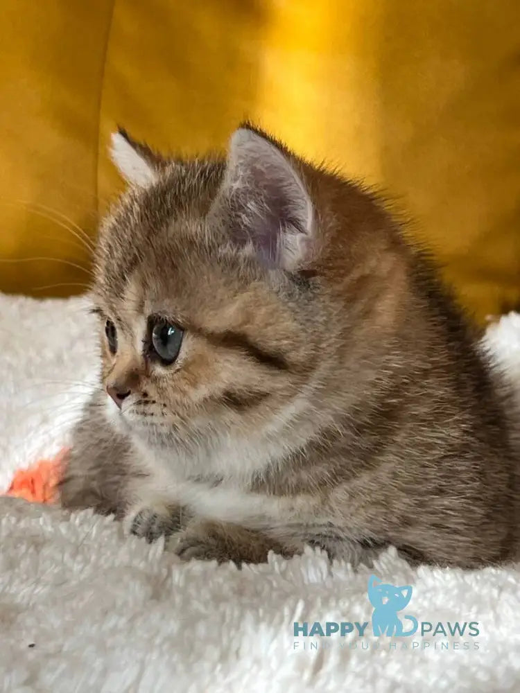 Molli Munchkin female black golden spotted tabby live animals