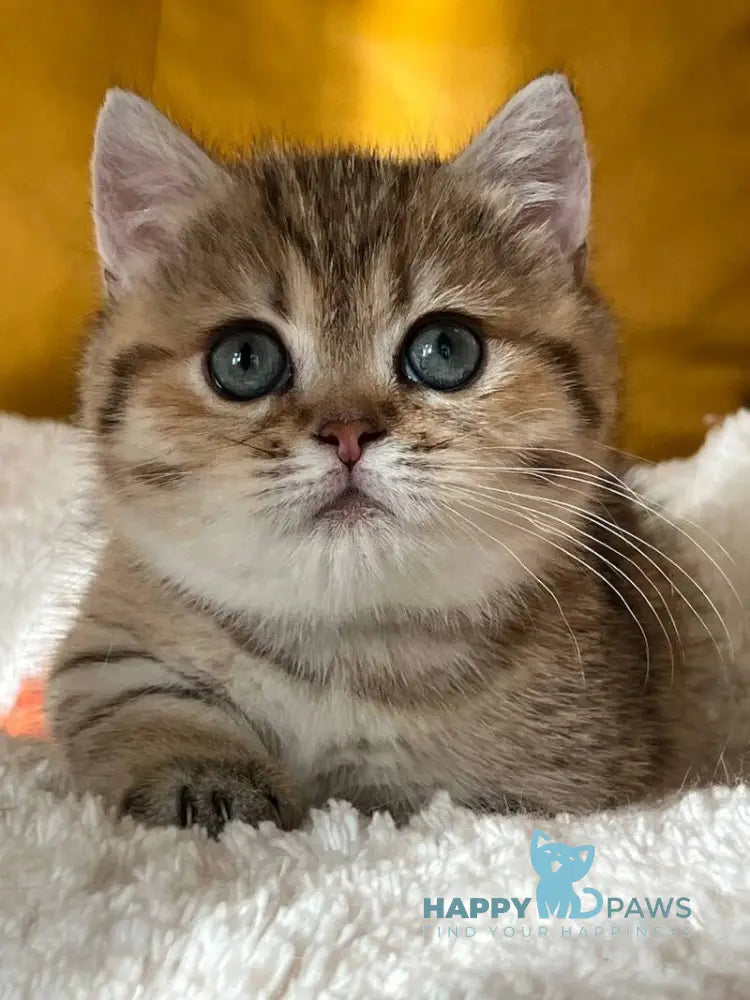 Molli Munchkin female black golden spotted tabby live animals