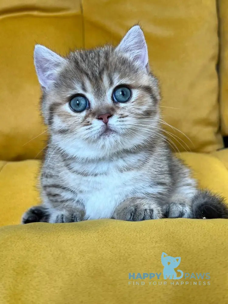 Molli Munchkin female black golden spotted tabby live animals