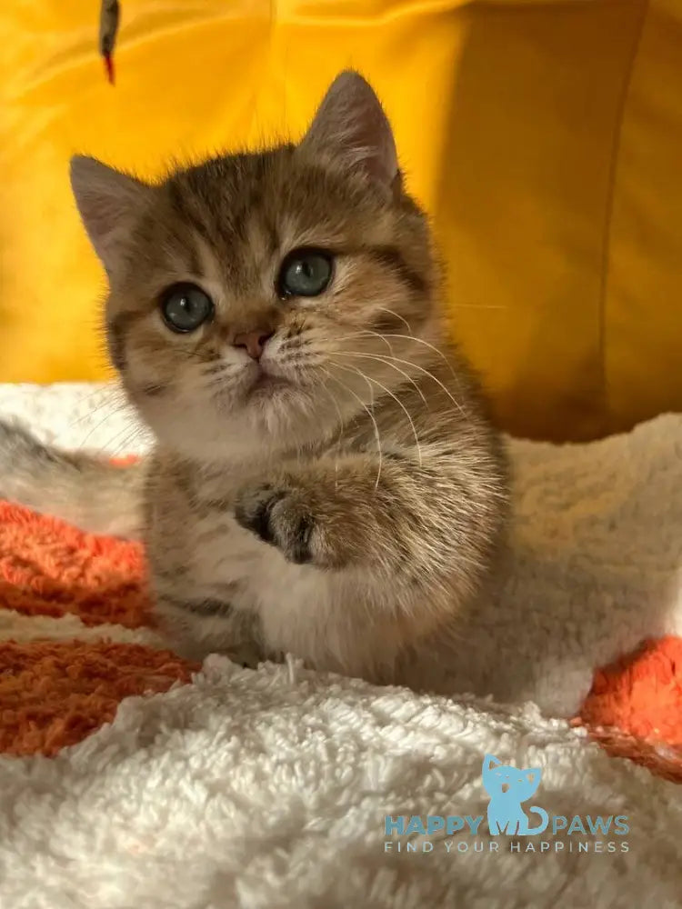 Molli Munchkin female black golden spotted tabby live animals