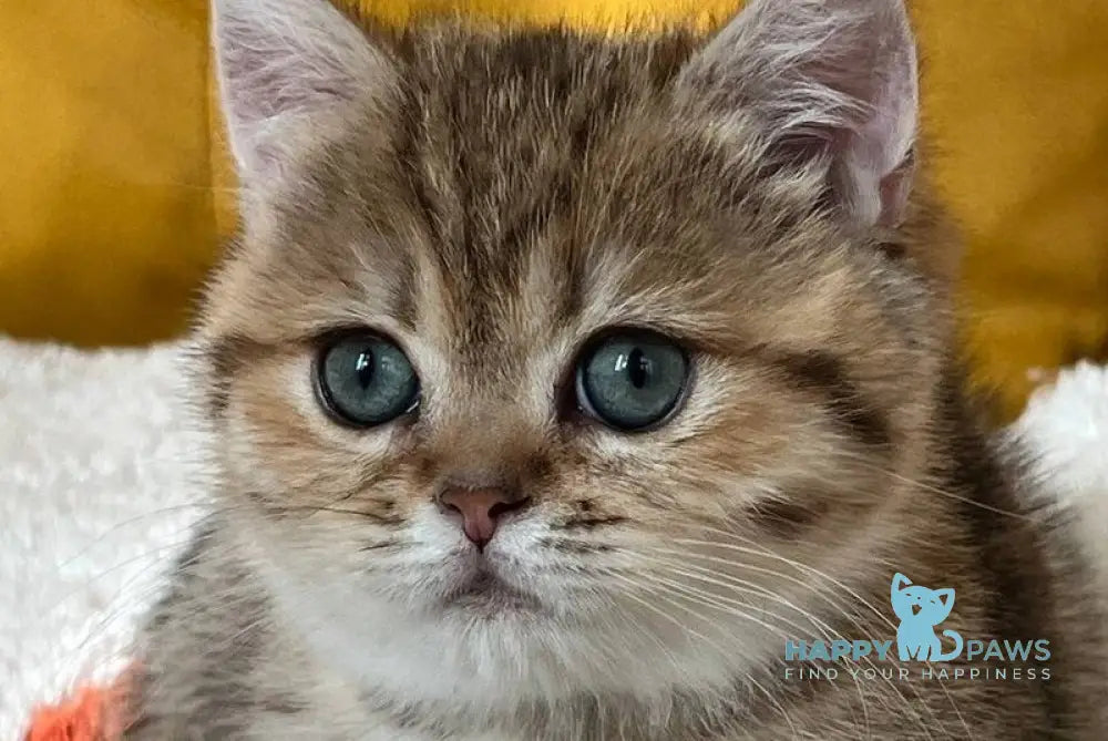 Molli Munchkin female black golden spotted tabby live animals