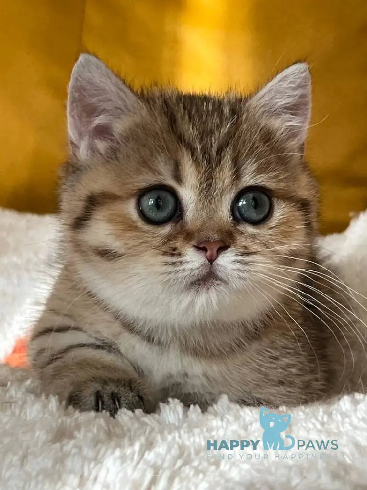 Molli Munchkin female black golden spotted tabby live animals