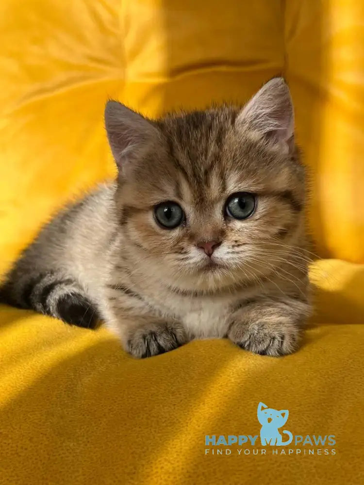 Molli Munchkin female black golden spotted tabby live animals