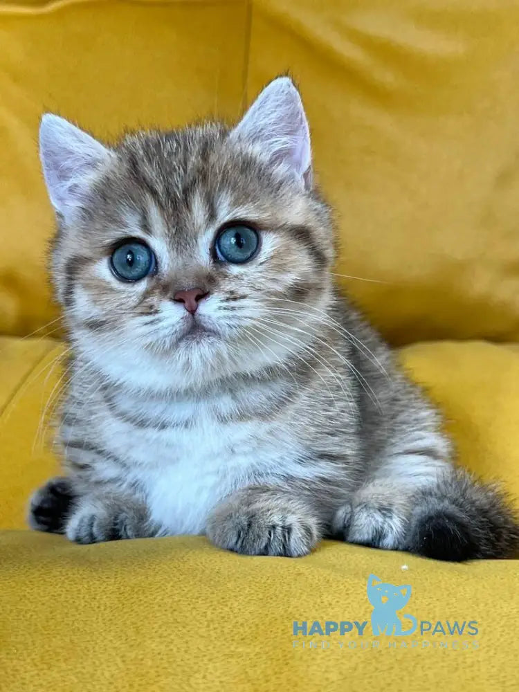 Molli Munchkin female black golden spotted tabby live animals