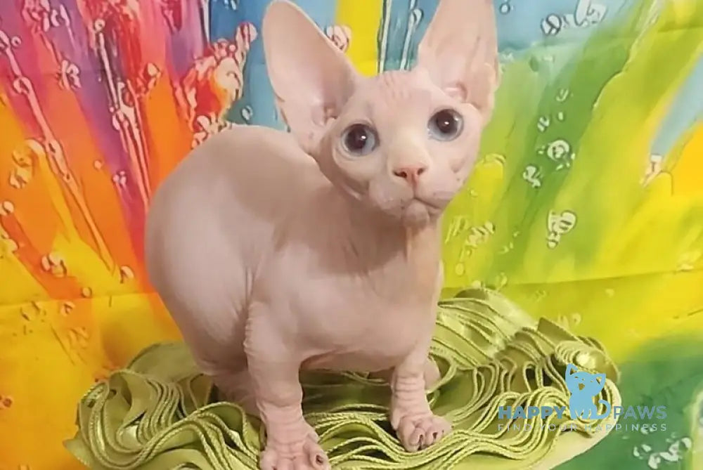 Molly Bambino female white live animals
