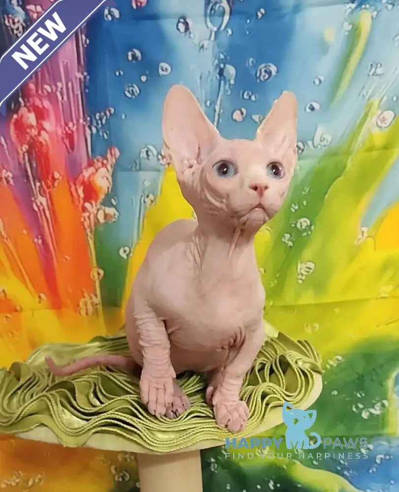 Molly Bambino female white live animals