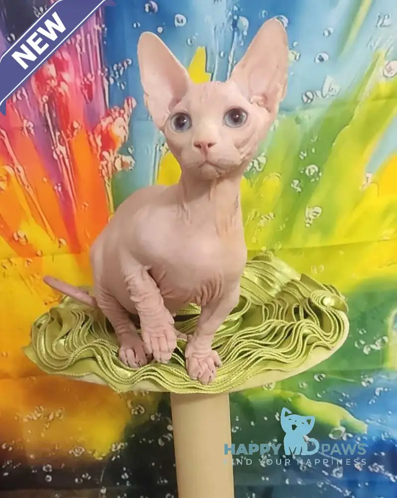 Molly Bambino female white live animals
