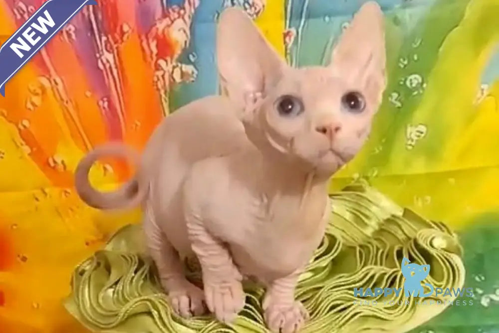 Molly Bambino female white live animals