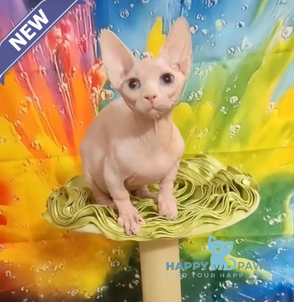 Molly Bambino female white live animals