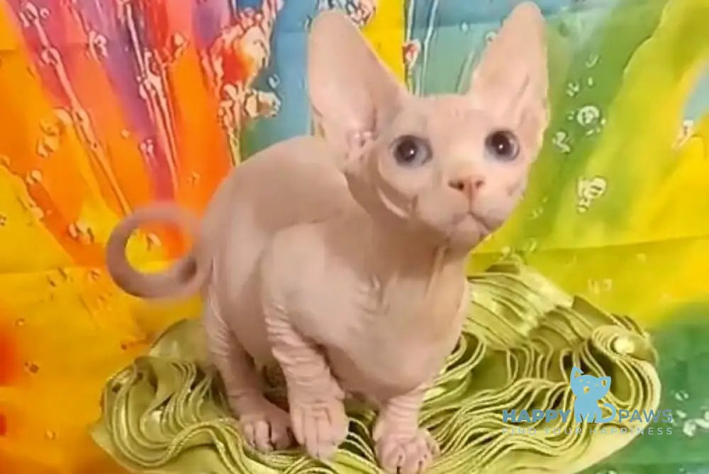 Molly Bambino female white live animals