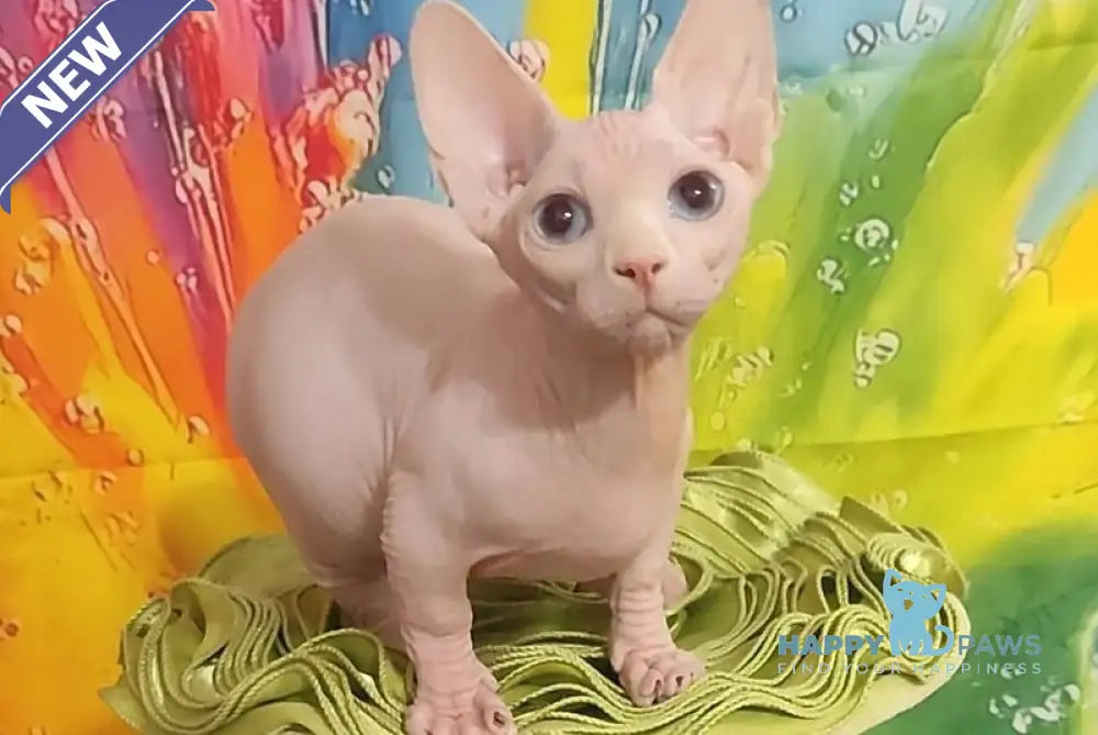 Molly Bambino female white live animals