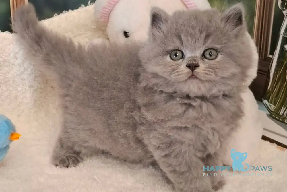 Molly British Longhair female blue live animals