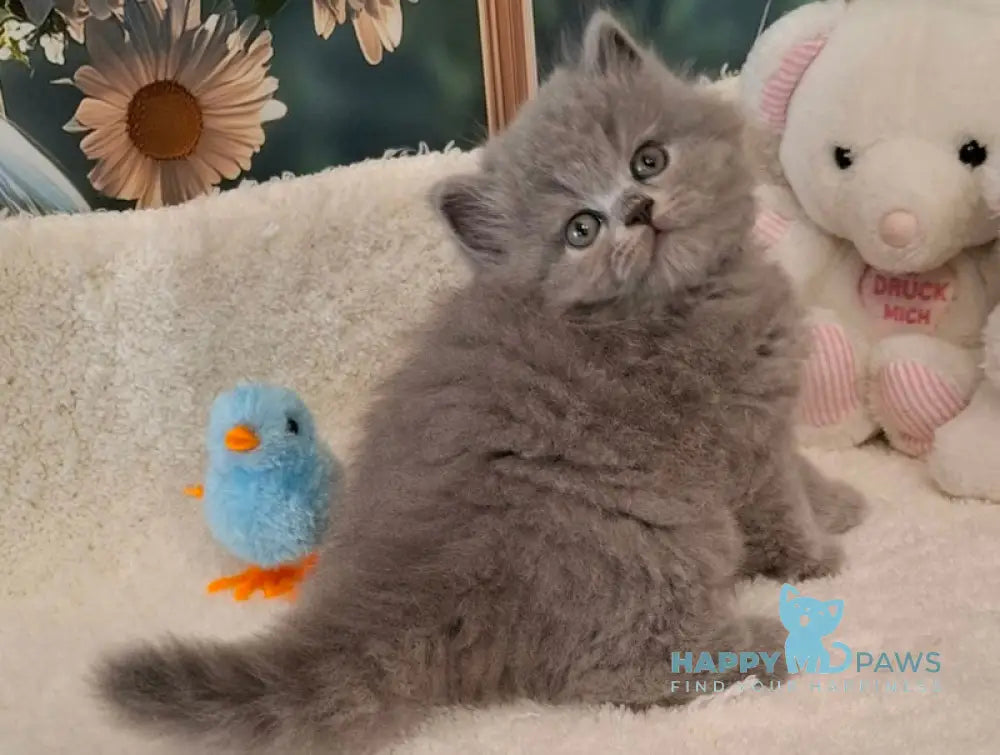 Molly British Longhair female blue live animals
