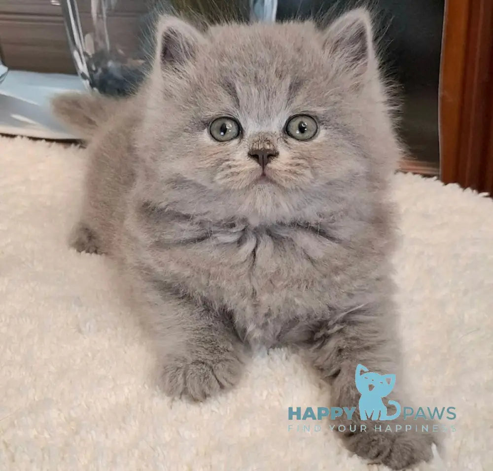 Molly British Longhair female blue live animals