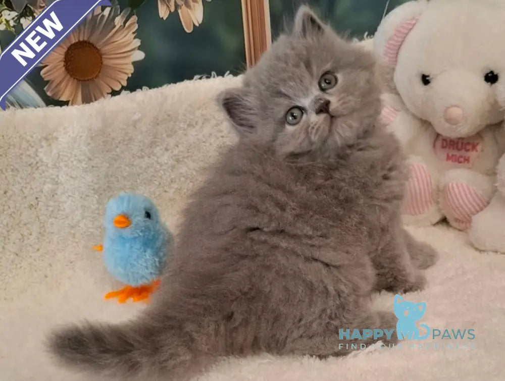 Molly British Longhair female blue live animals