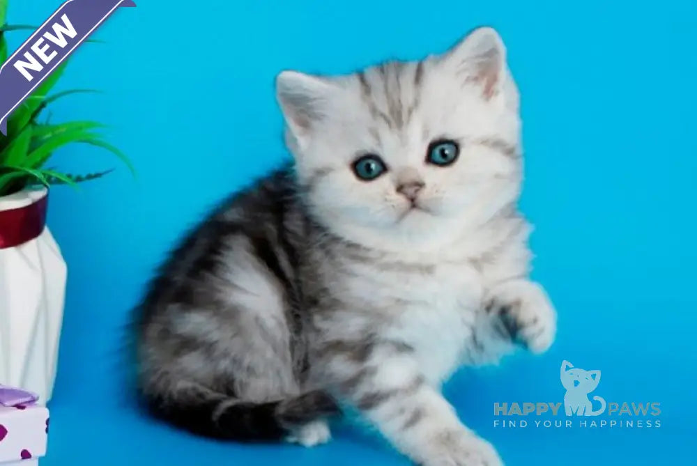 Molly British Shorthair female black silver tabby - live animals