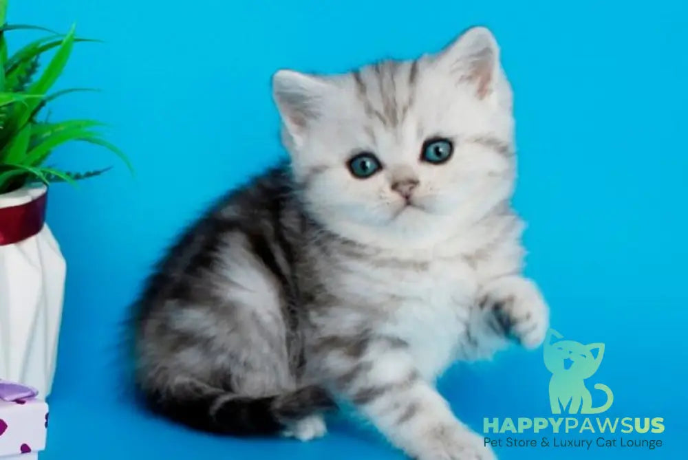 Molly British Shorthair female black silver tabby - live animals