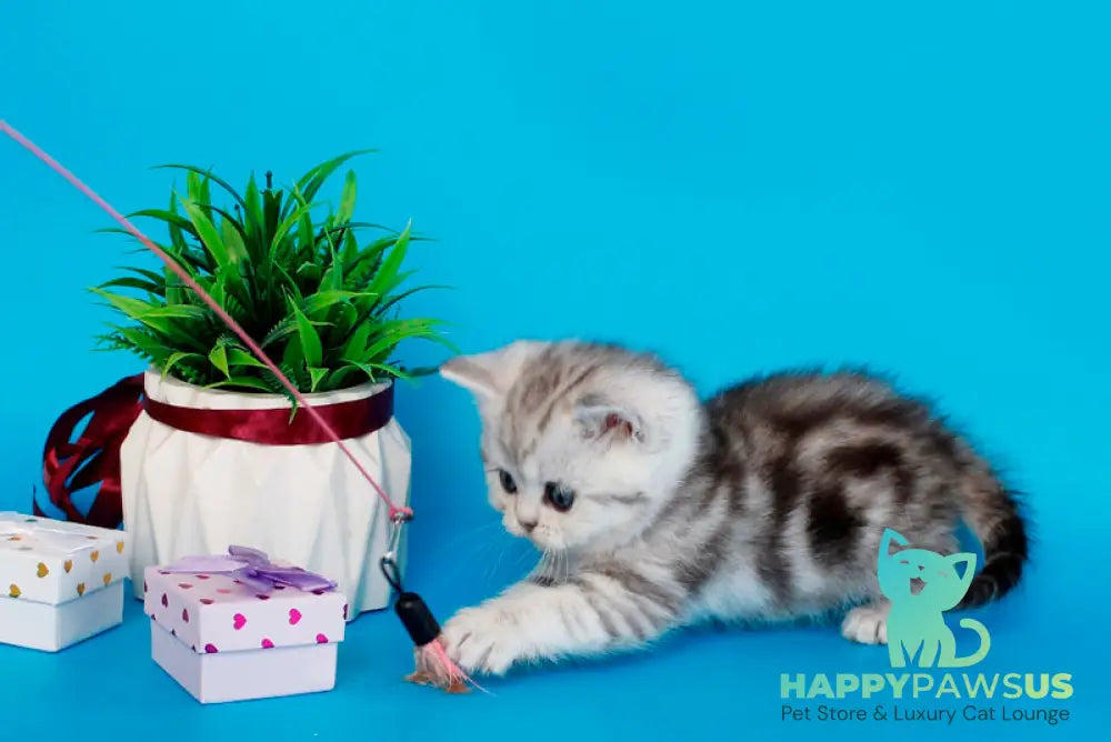 Molly British Shorthair female black silver tabby - live animals