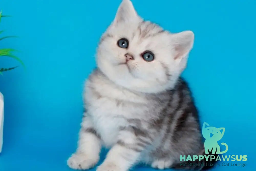 Molly British Shorthair female black silver tabby - live animals