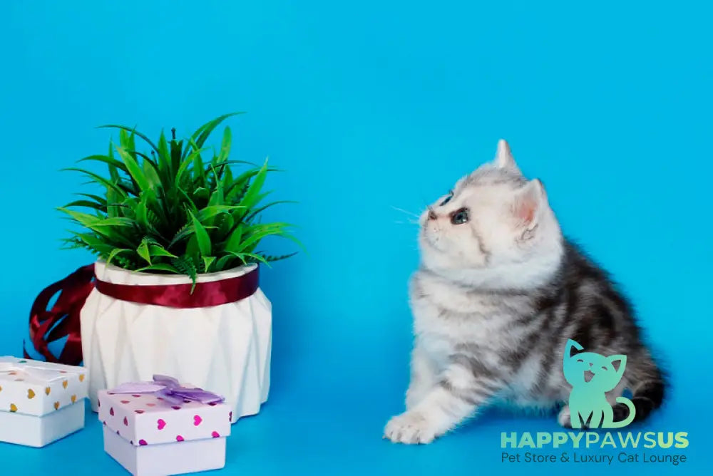 Molly British Shorthair female black silver tabby - live animals