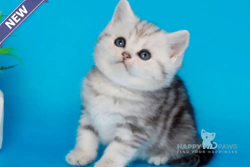 Molly British Shorthair female black silver tabby - live animals