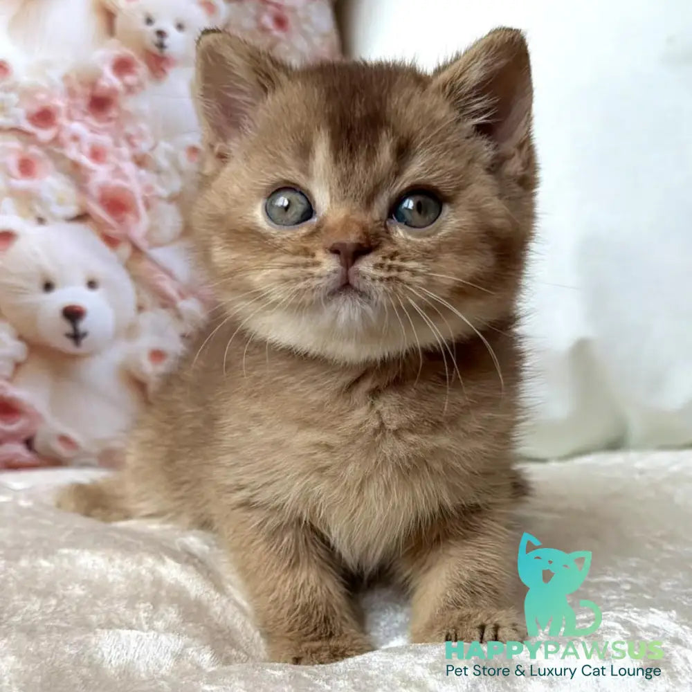 Molly British Shorthair female cinnamon ticked tabby - live animals