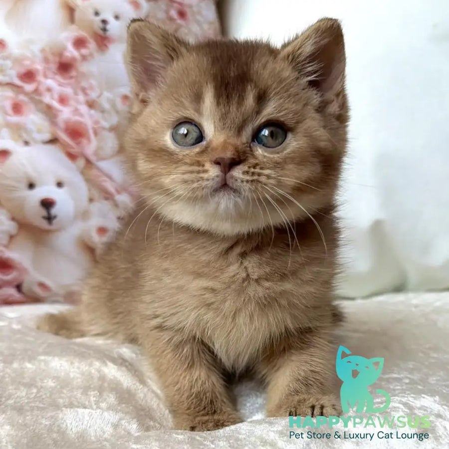 Molly British Shorthair female cinnamon ticked tabby - live animals
