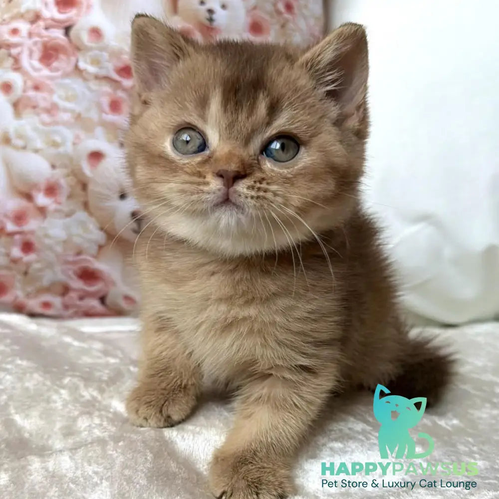 Molly British Shorthair female cinnamon ticked tabby - live animals