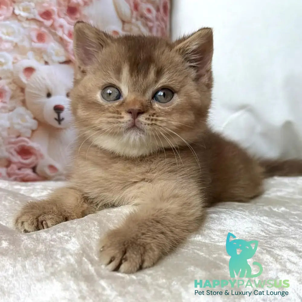 Molly British Shorthair female cinnamon ticked tabby - live animals