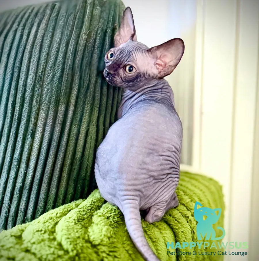 Molly Canadian Sphynx female black pointed - live animals