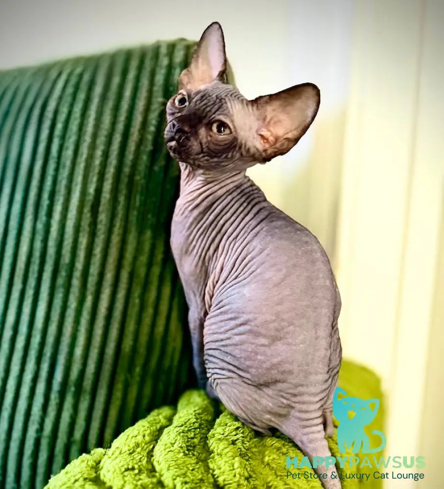 Molly Canadian Sphynx female black pointed - live animals