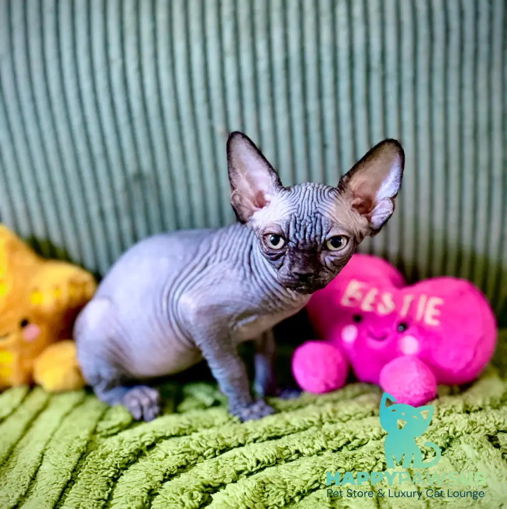 Molly Canadian Sphynx female black pointed - live animals