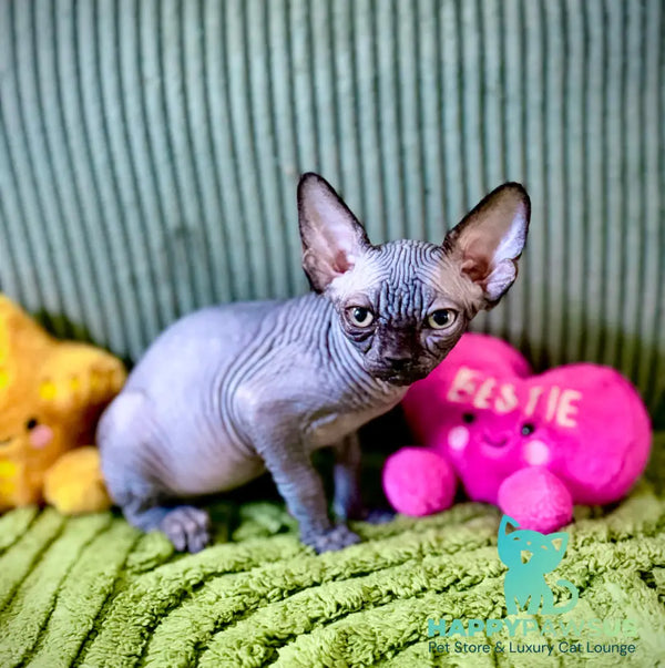 Molly Canadian Sphynx female black pointed - live animals
