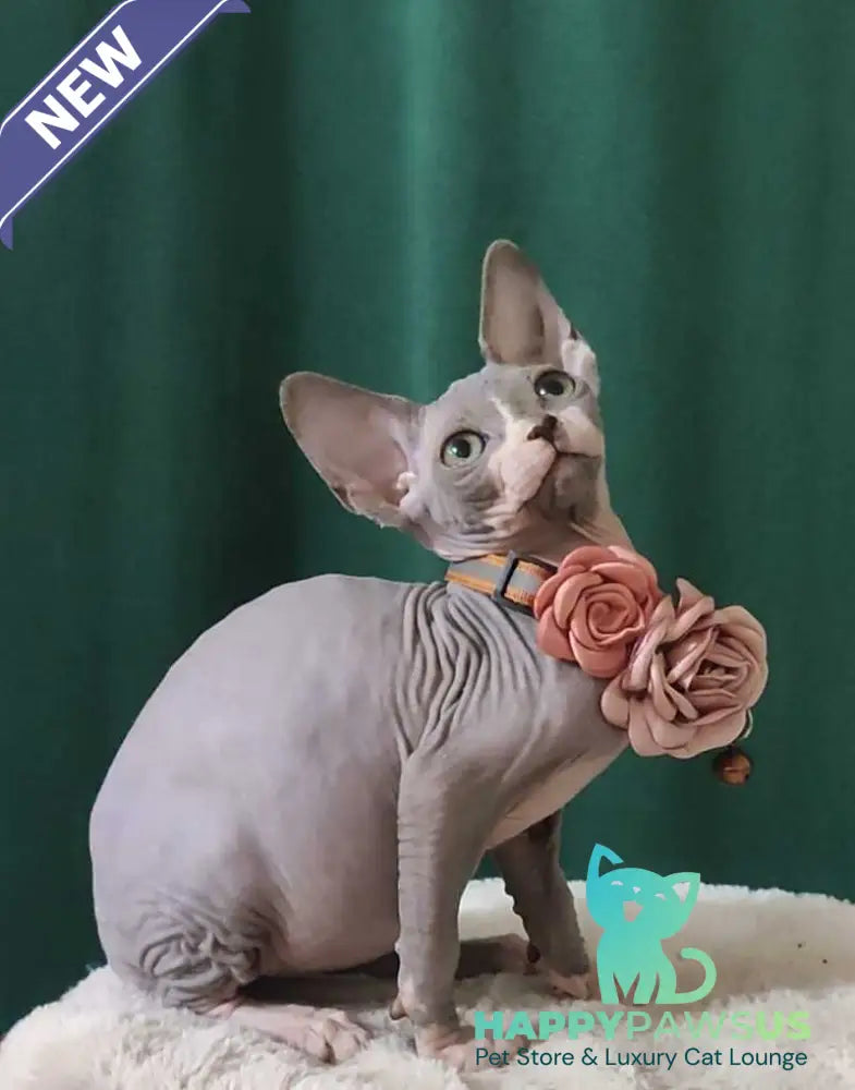 Molly Canadian Sphynx female blue bicolour - live animals