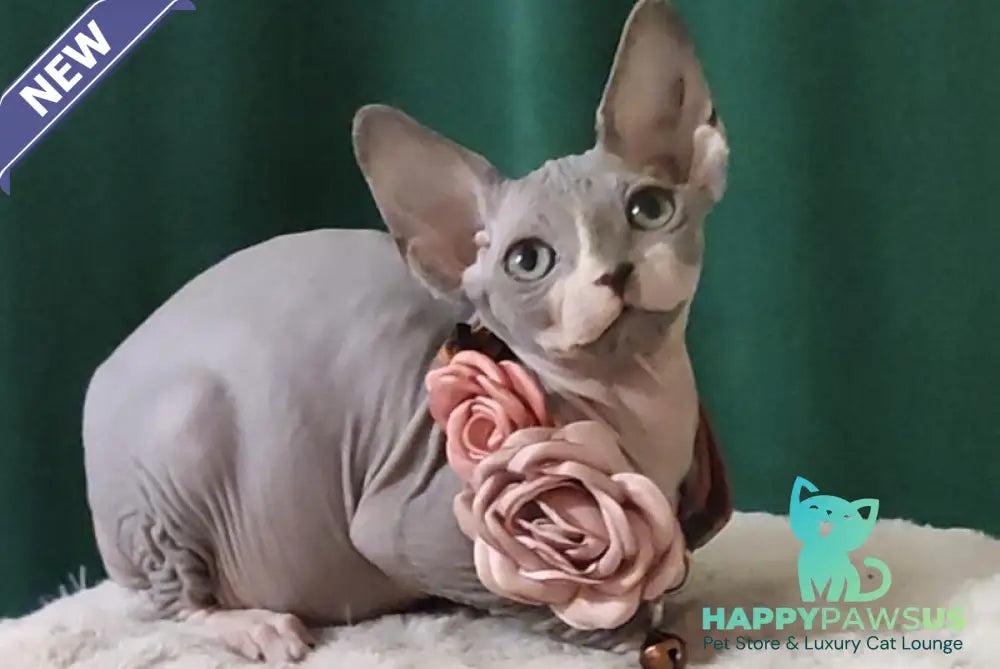 Molly Canadian Sphynx female blue bicolour - live animals