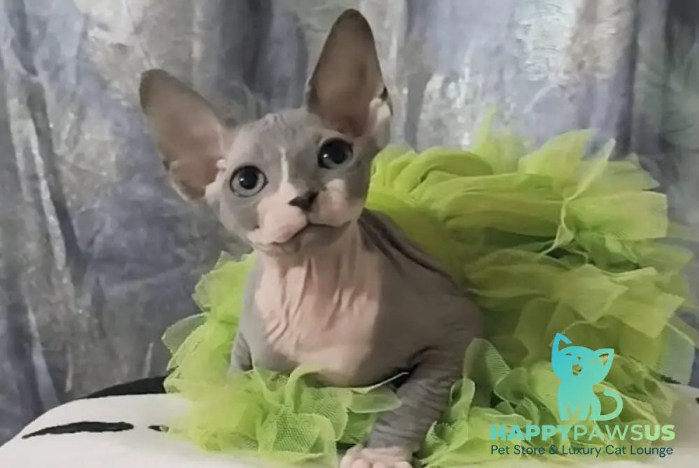 Molly Canadian Sphynx female blue bicolour - live animals