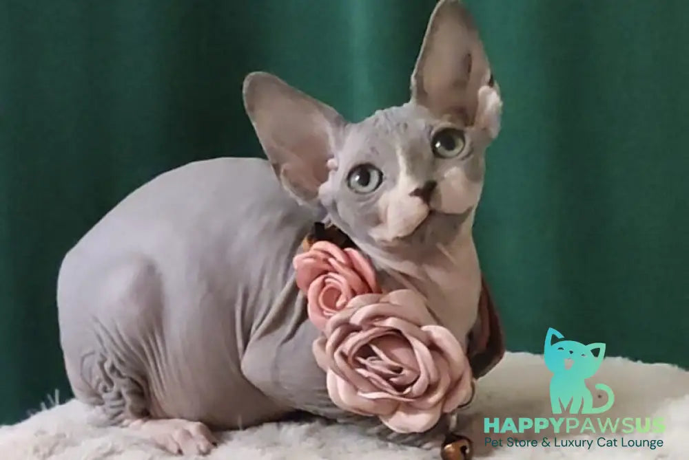 Molly Canadian Sphynx female blue bicolour - live animals