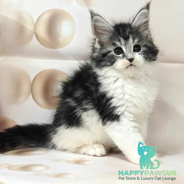 Molly Maine Coon female black silver tabby bicolour - live animals