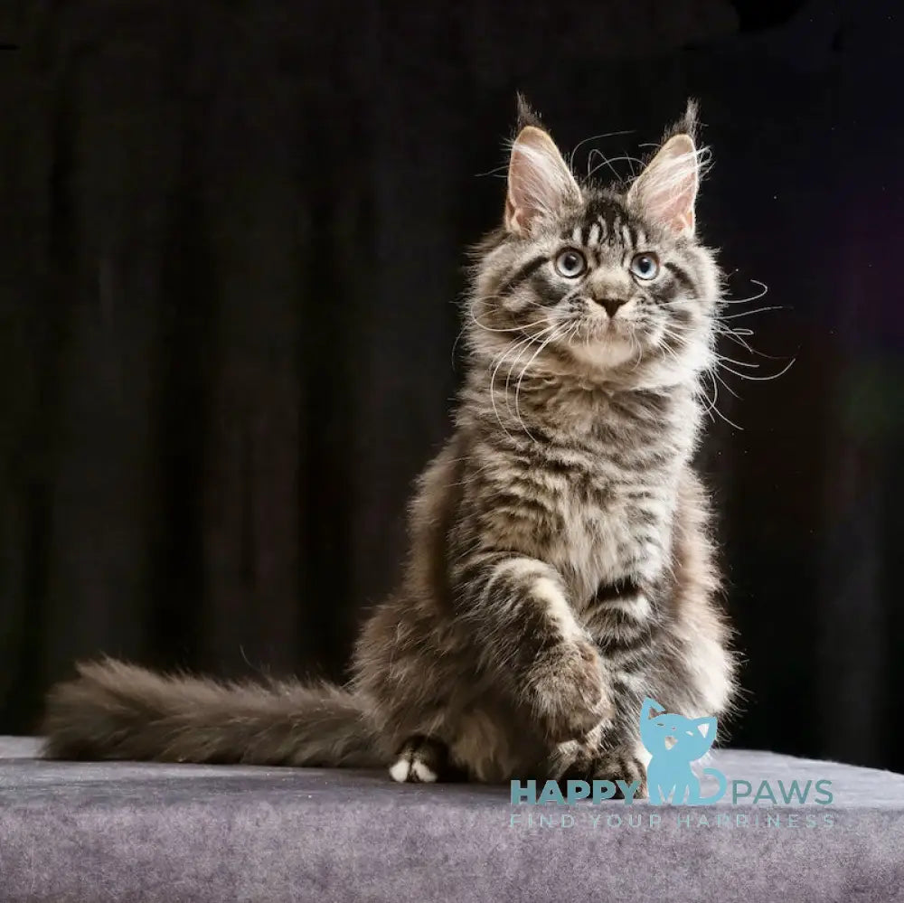 Molly Maine Coon female black tabby with white live animals
