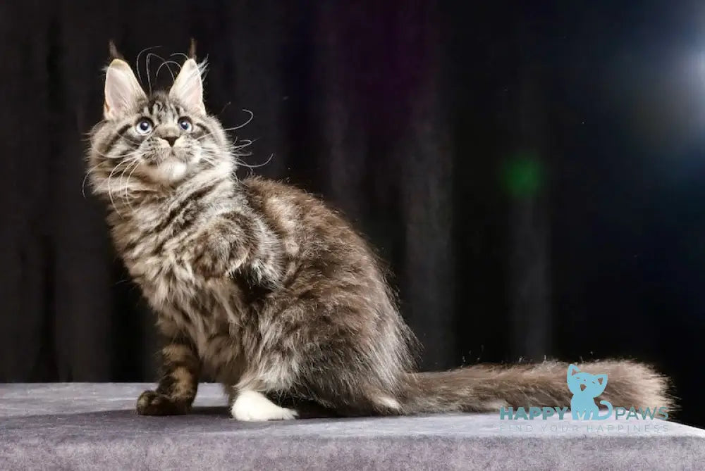 Molly Maine Coon female black tabby with white live animals