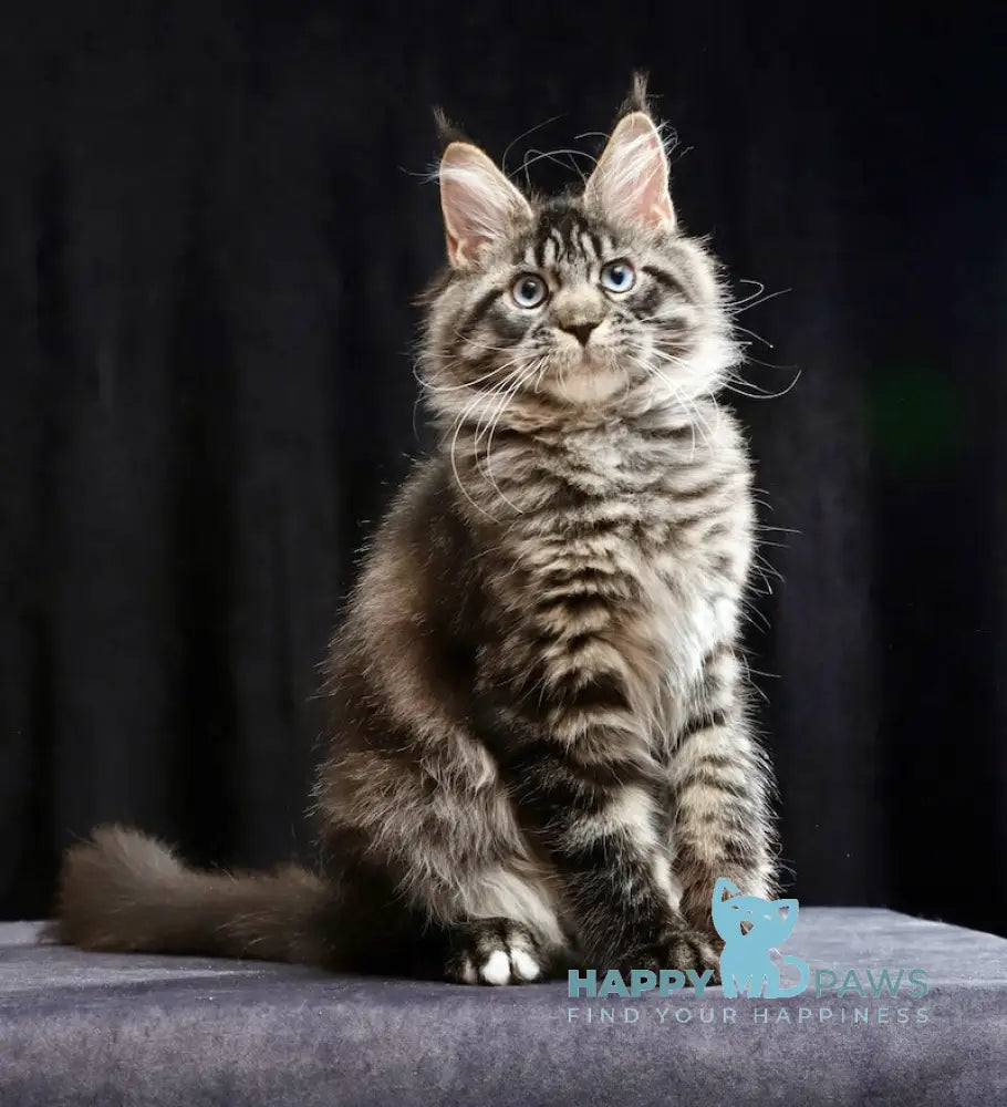Molly Maine Coon female black tabby with white live animals