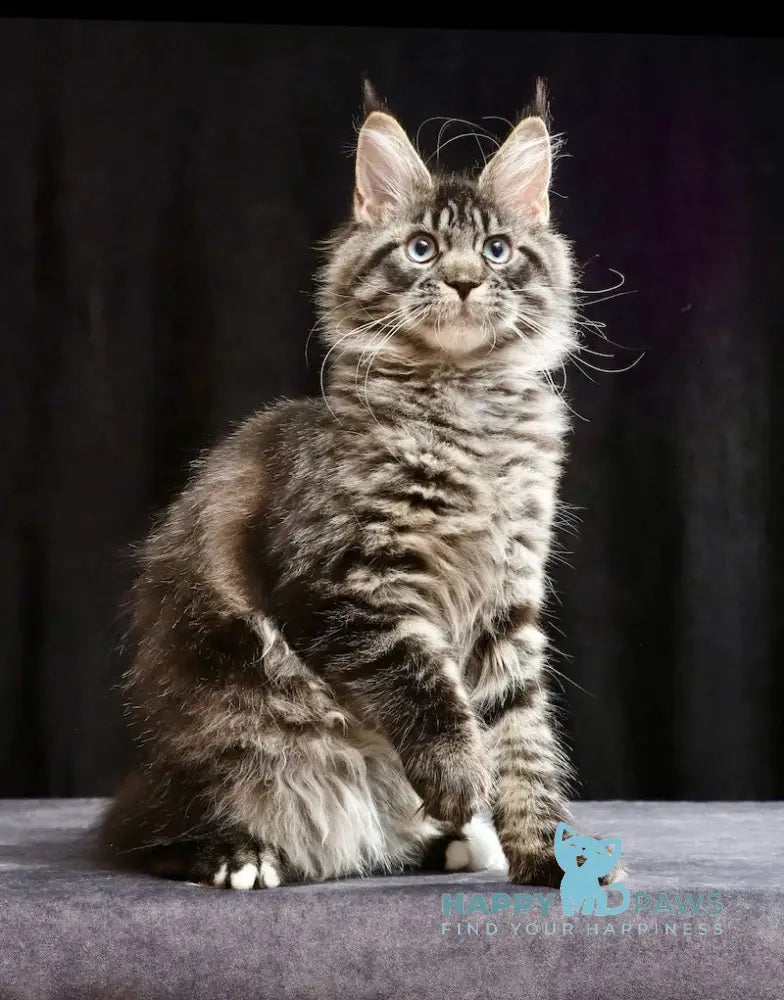 Molly Maine Coon female black tabby with white live animals