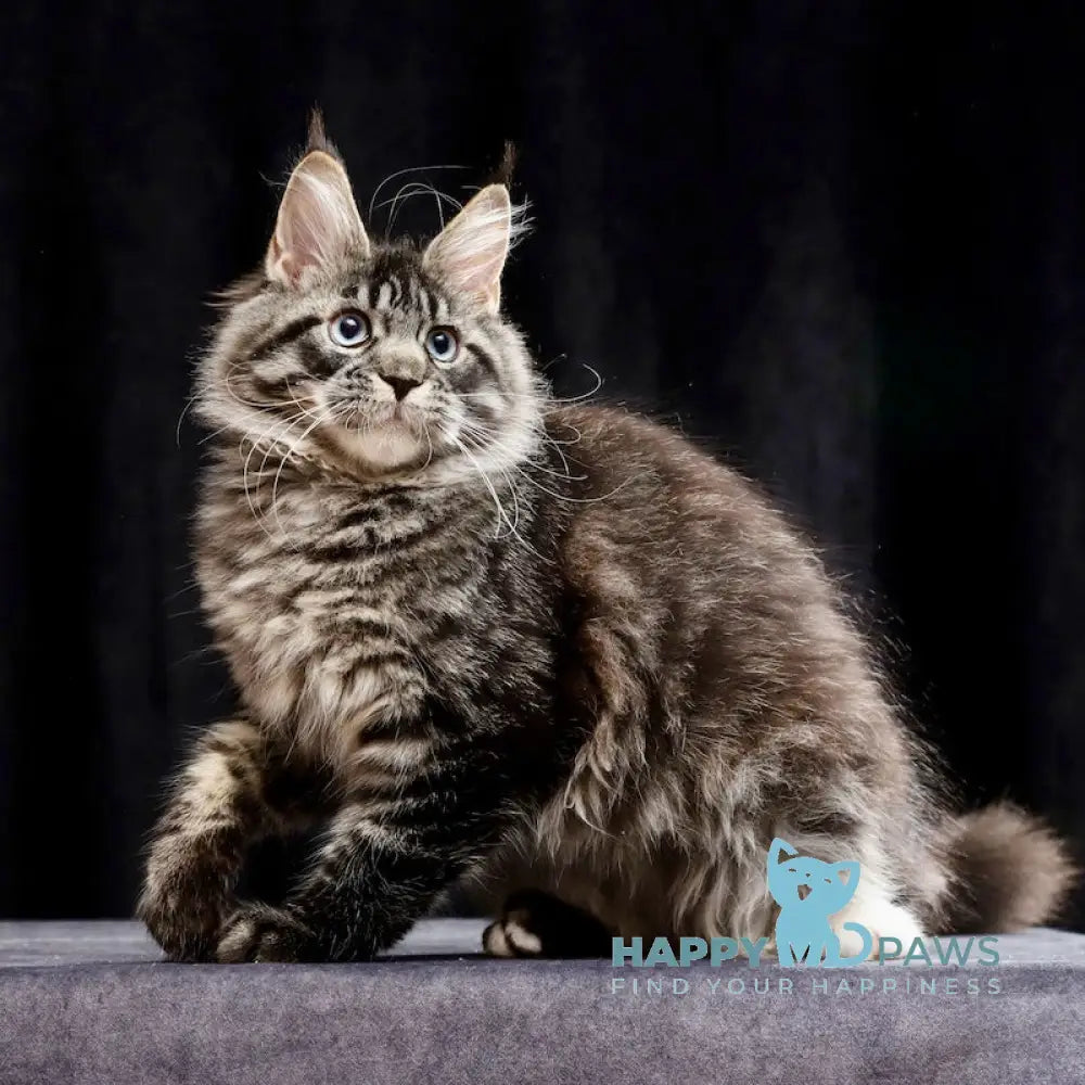 Molly Maine Coon female black tabby with white live animals
