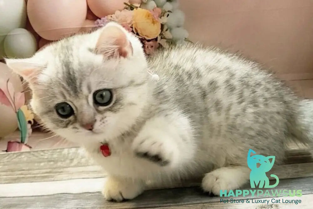 Molly Munchkin female black silver spotted tabby - live animals