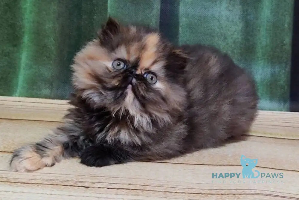Molly Persian female black tortie - live animals