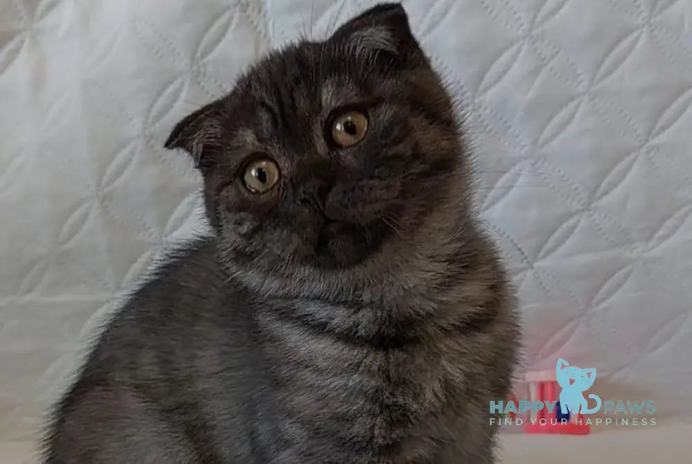 Molly Scottish Straight female black silver live animals