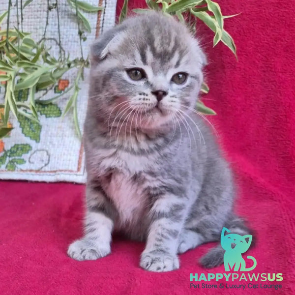 Molly Scottish Fold female blue tabby - live animals