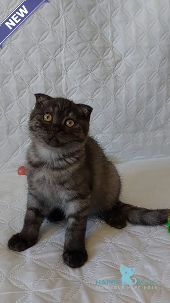 Molly Scottish Straight female black silver live animals