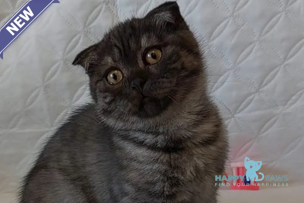 Molly Scottish Straight female black silver live animals