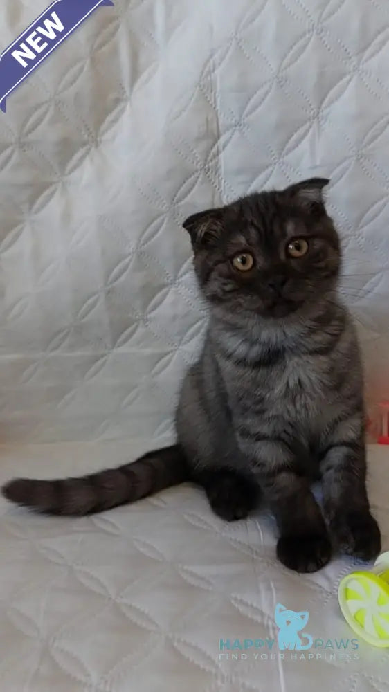 Molly Scottish Straight female black silver live animals